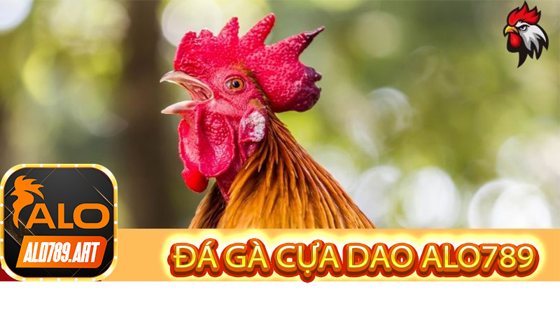 Đá Gà Cựa Dao Alo789 Mỹ Philippines