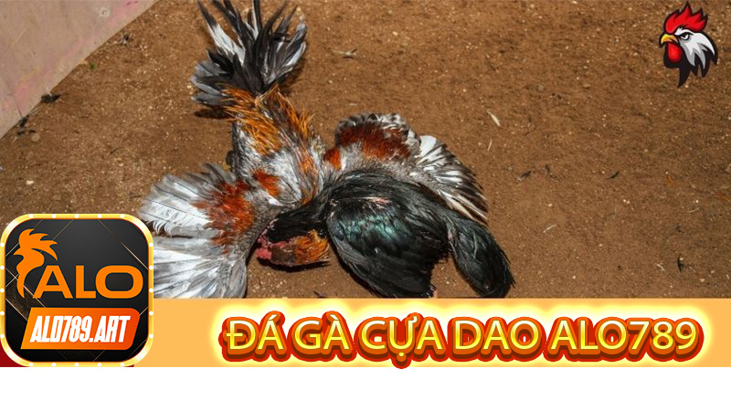 Đá Gà Cựa Dao Alo789 ngay hôm nay