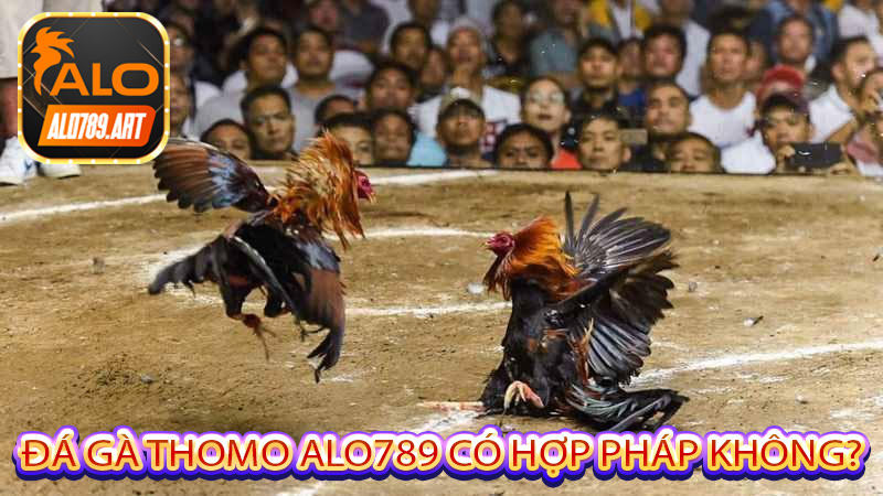 Đá Gà Thomo Alo789 có hợp pháp không?