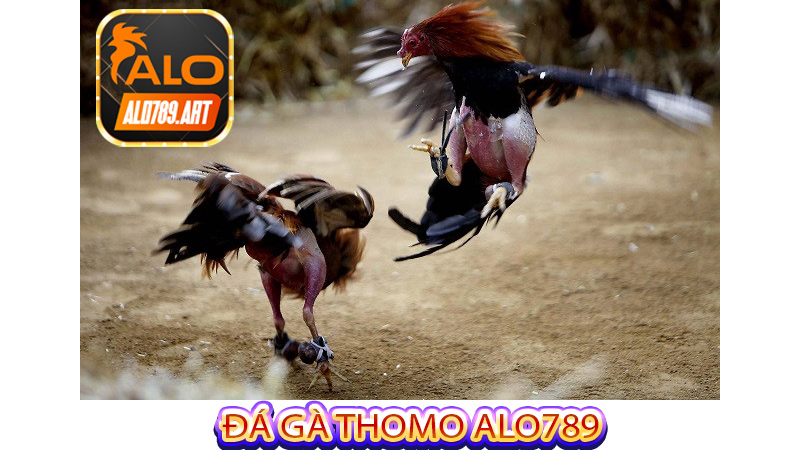 Đá Gà Thomo Alo789 có thực sự hấp dẫn như lời đồn