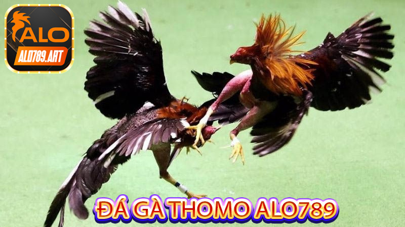 Đá Gà Thomo Alo789 xem trực tiếp ở đâu?