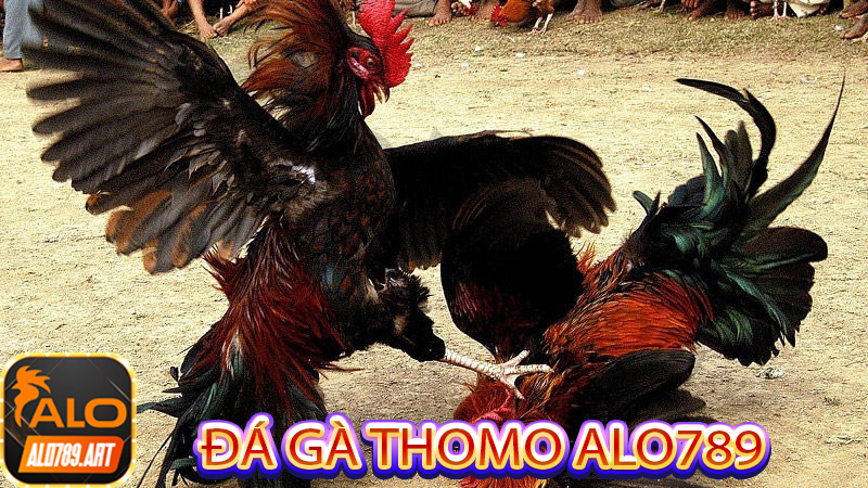 Đá Gà Thomo Alo789