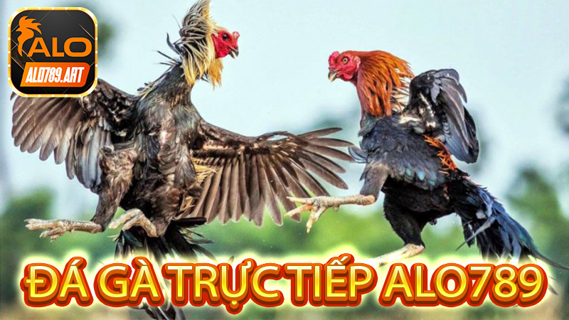 Đá Gà Trực Tiếp Alo789