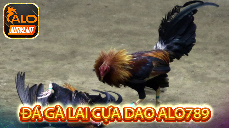 Đá gà lai cựa dao Alo789