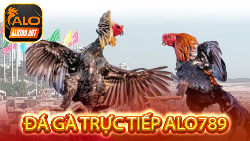 Một số lưu ý dành cho người chơi khi theo dõi Đá Gà Trực Tiếp Alo789