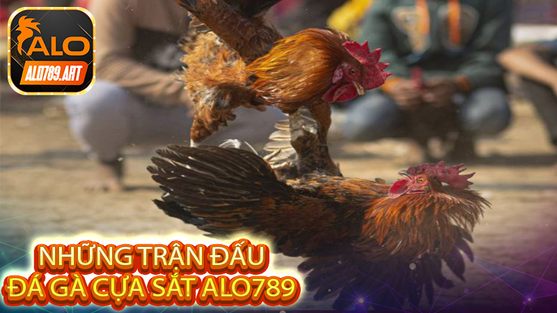 Những trận đấu Đá Gà Cựa Sắt Alo789