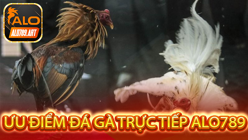 Ưu điểm Đá Gà Trực Tiếp Alo789