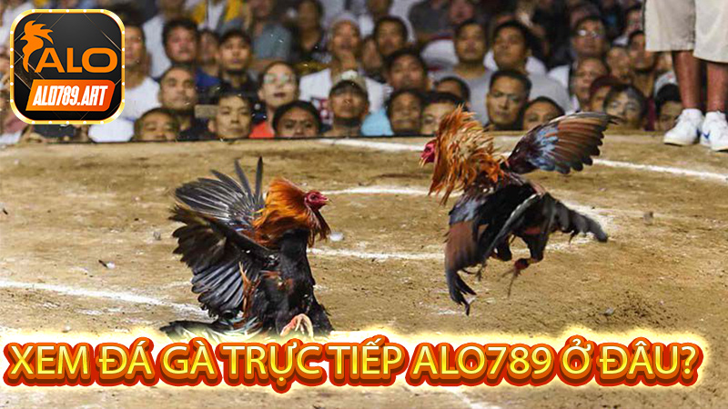 Xem Đá Gà Trực Tiếp Alo789 ở đâu?
