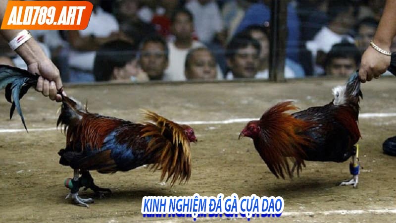 Kinh nghiệm đá gà cựa dao tại nhà cái đá gà trực tuyến Alo789