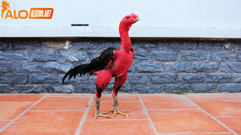 Cách để có thể chọn được một con gà nòi chuẩn chiến kê