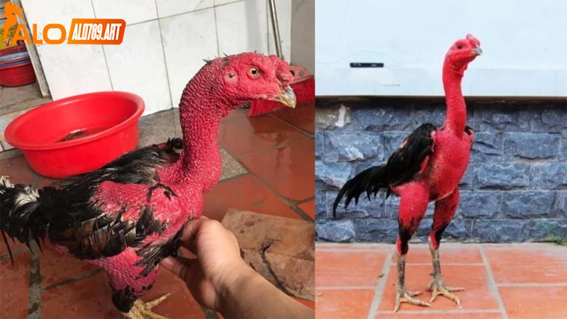 Kiểm tra sức khỏe và tính cách của gà