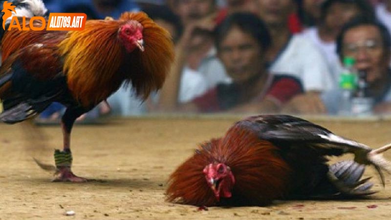 Lưu Ý Khi Chơi Đá Gà Campuchia