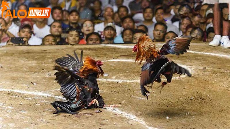 Lý Do mà Đá Gà Campuchia được Nhiều Người Yêu Thích